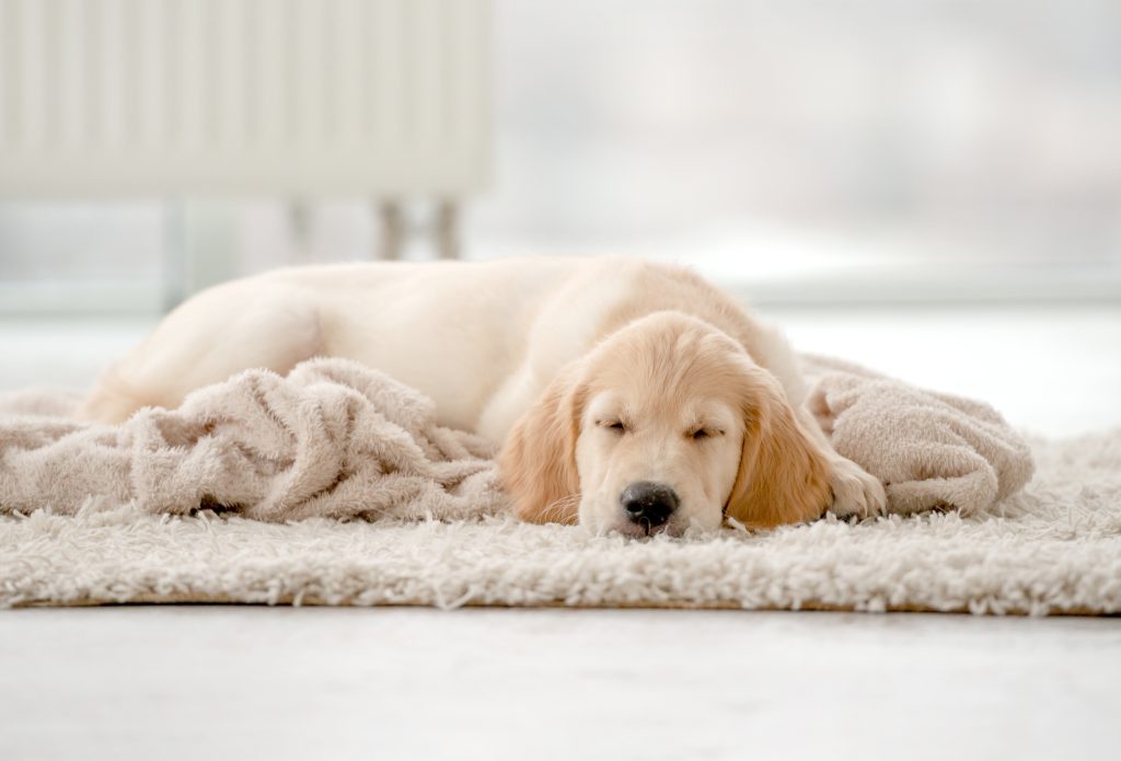The Best Carpet For Pets Floor Techie